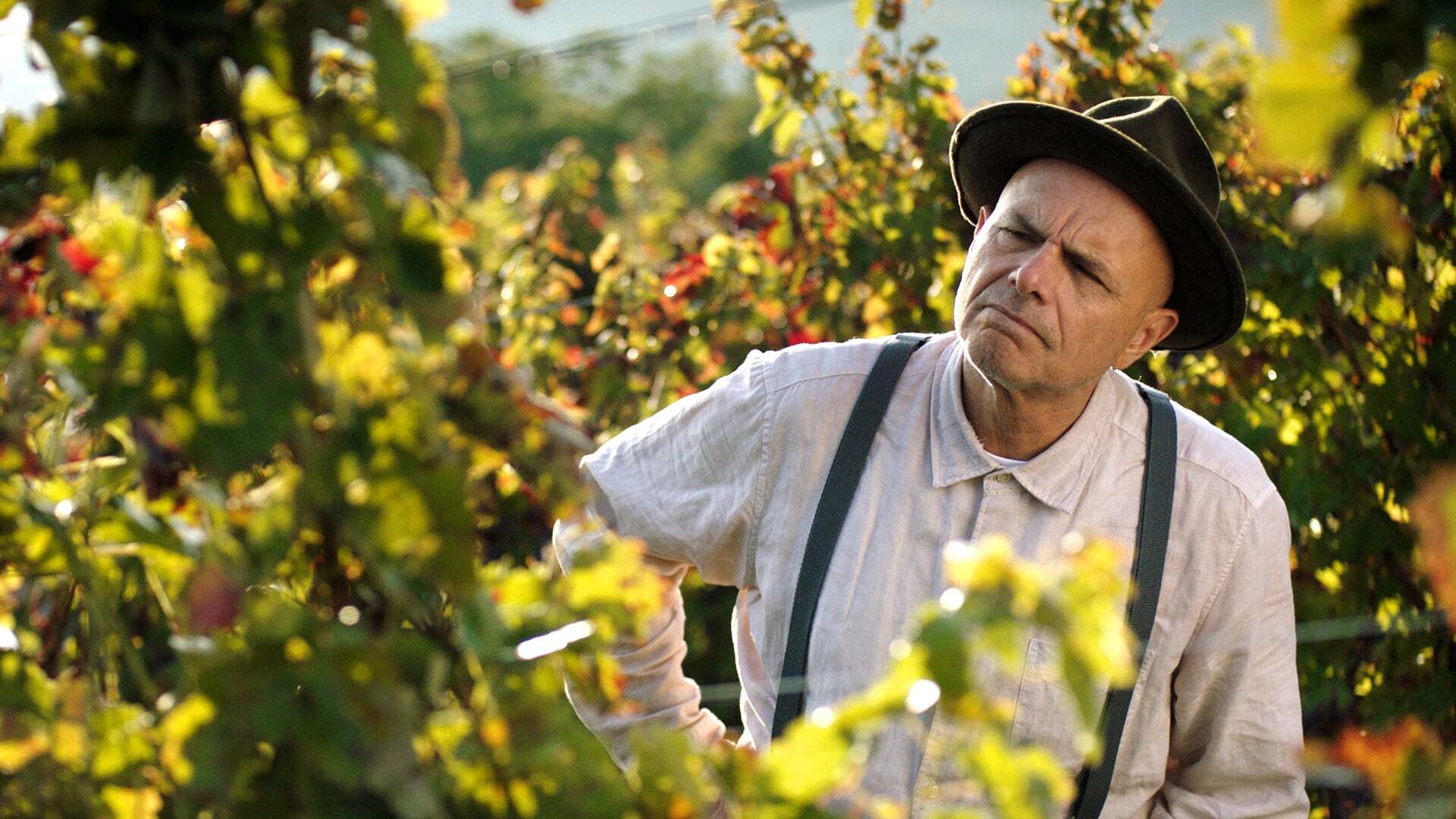 ვაზიდან / From the Vine