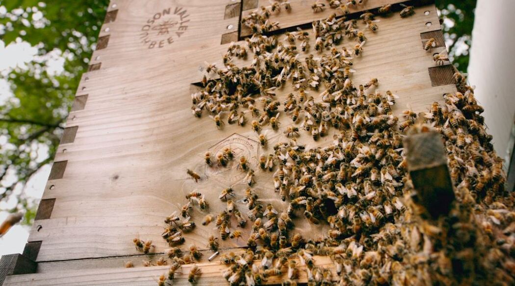 დამტვერავი / The Pollinators