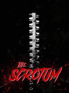 სკროტუმი / The Scrotum