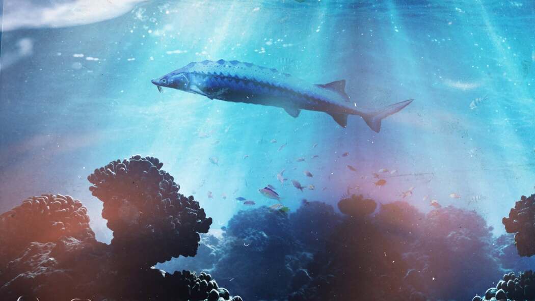 დინოზავრი თევზის გადარჩენა / Saving the Dinosaur Fish