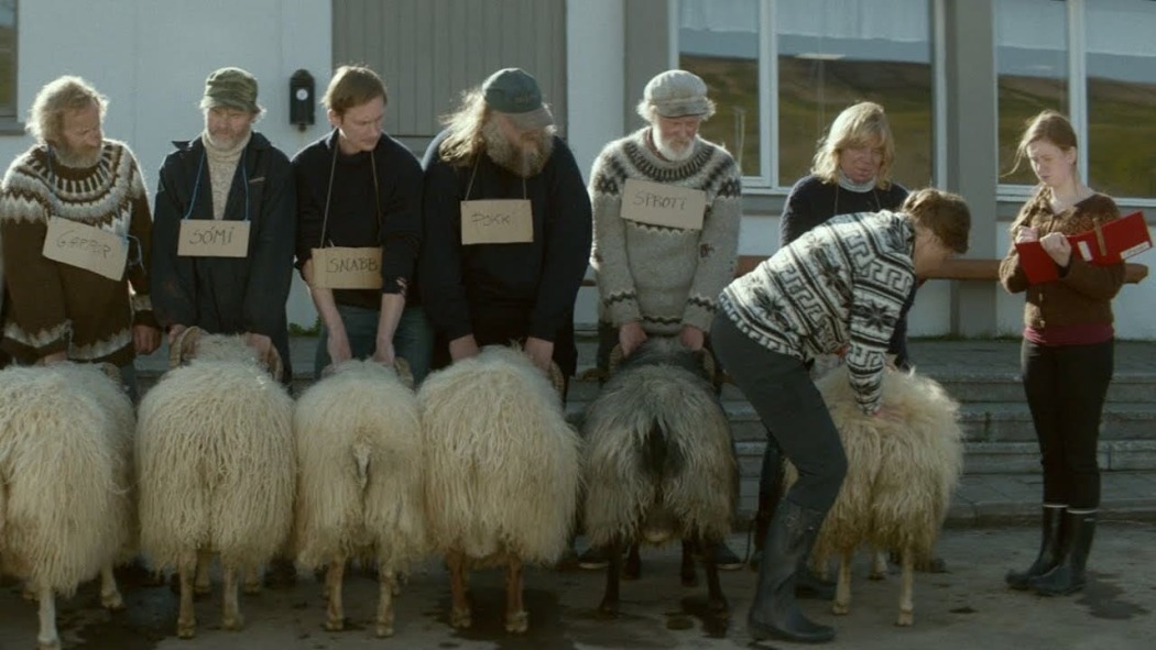 ცხვრები / Rams