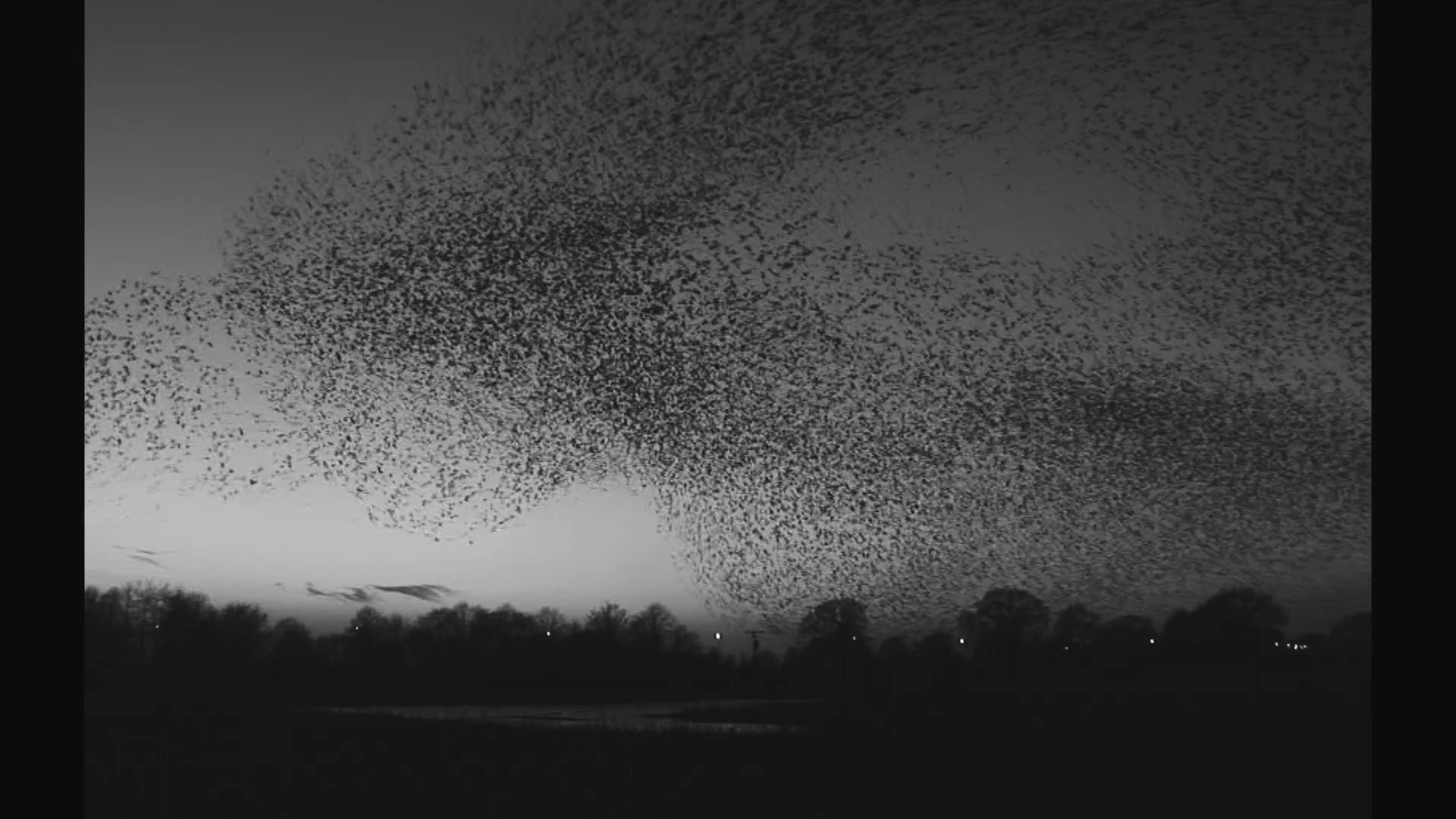 ისინი მერცხლებივით მოვიდნენ / They Came Like Swallows