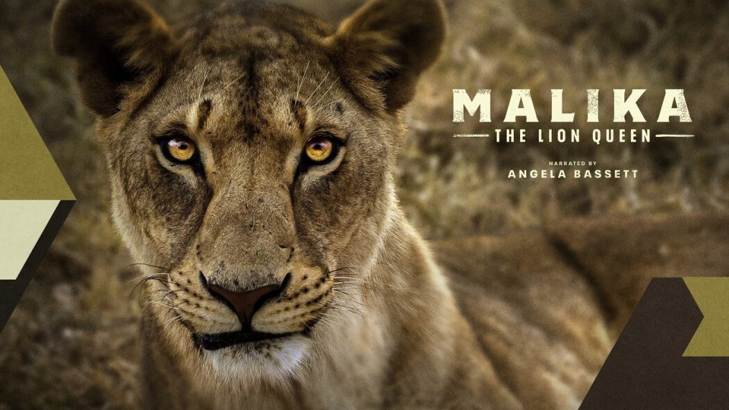 მალიკა ლომი დედოფალი / Malika the Lion Queen