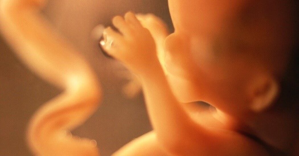 ემბრიონი / Embryo