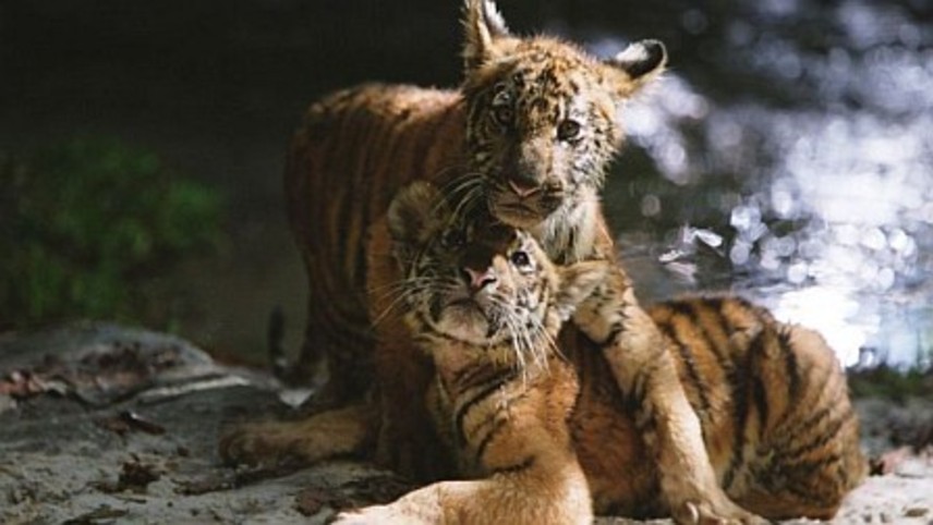 ორი ძმა / Two Brothers