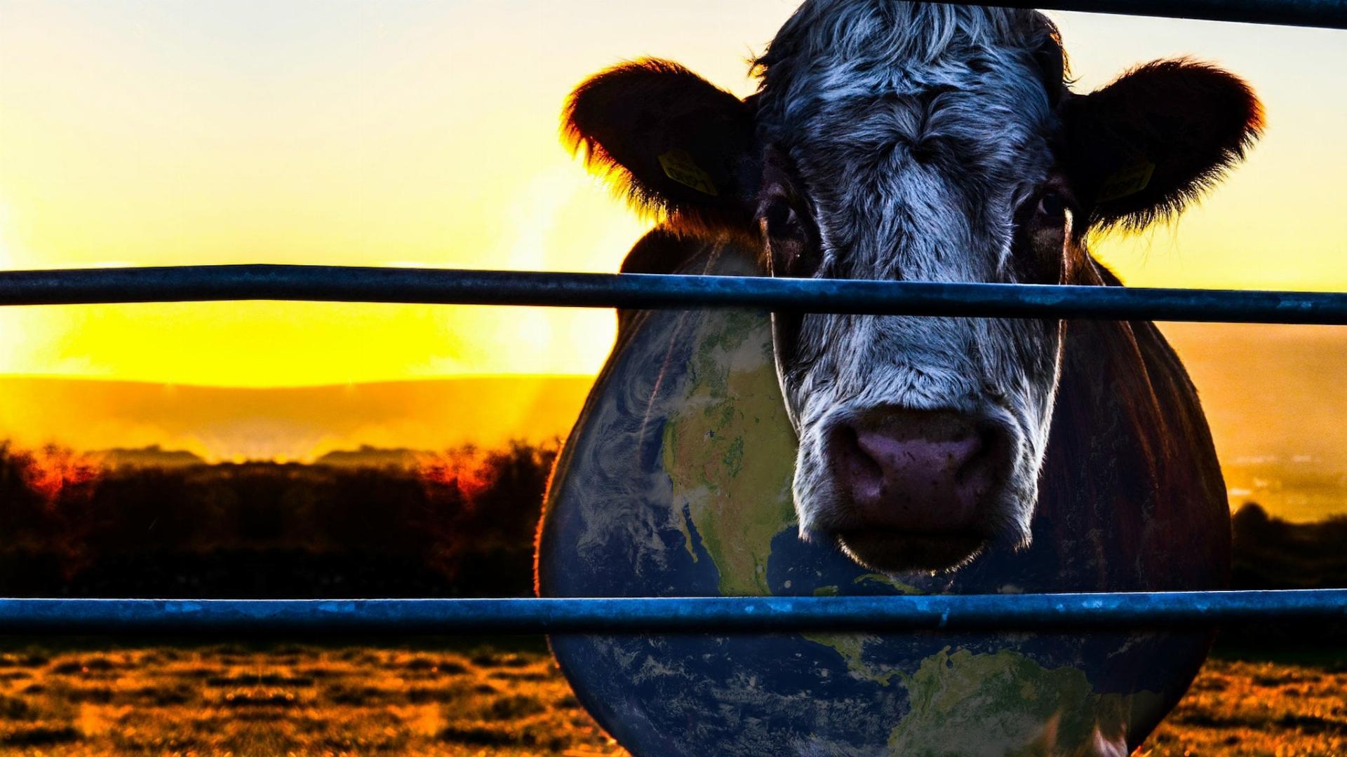 მდგრადობის საიდუმლო / The Sustainability Secret