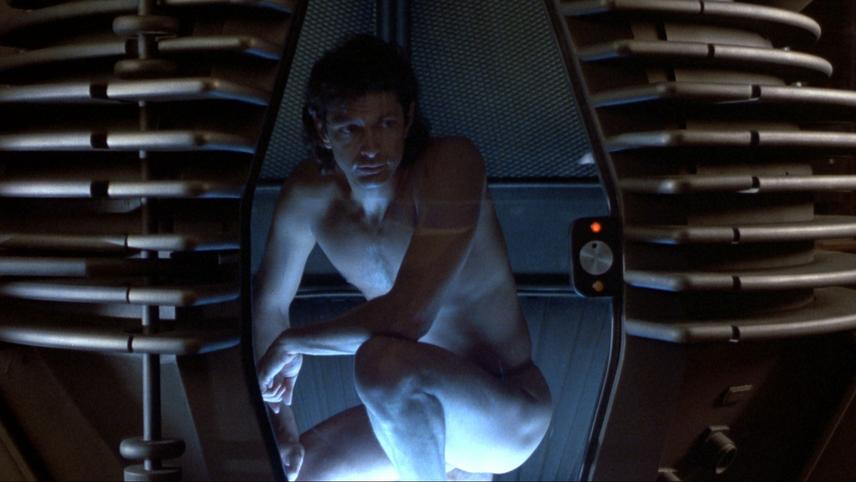 ბუზი / The Fly
