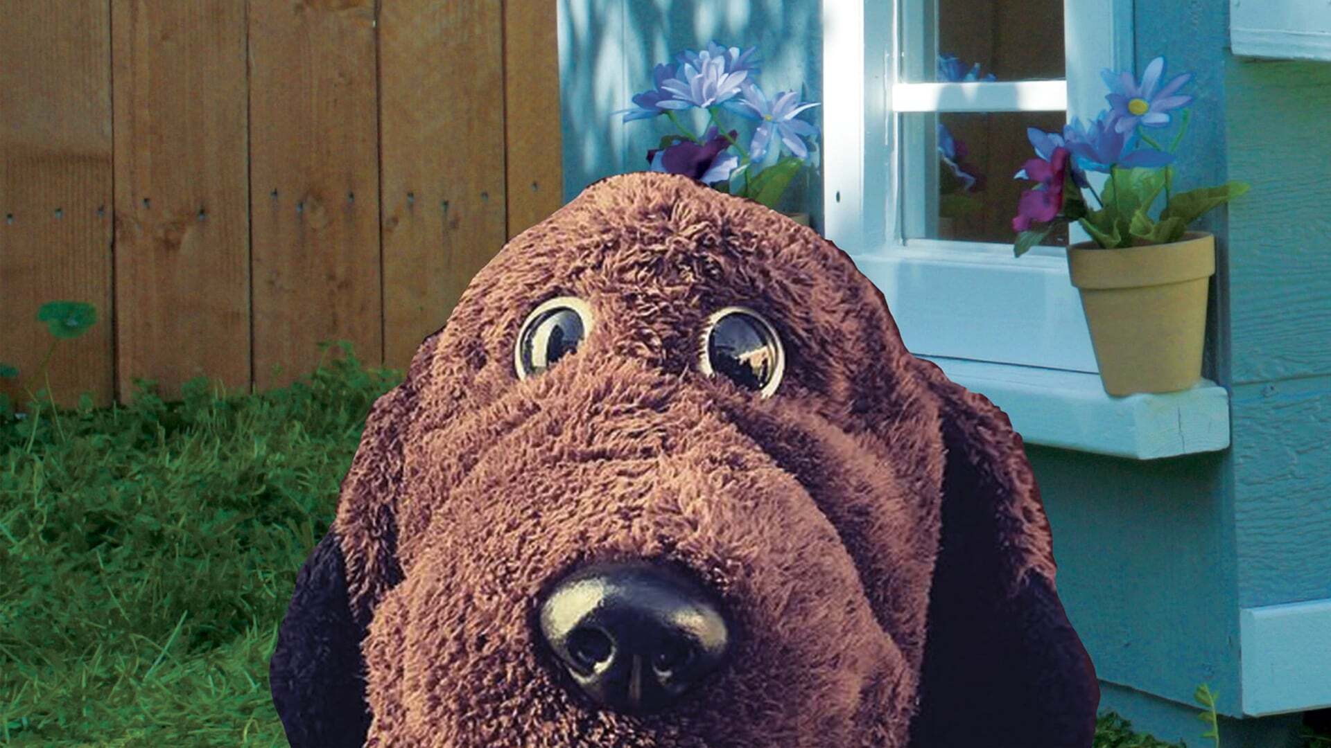 ძაღლი ალანი / Allan the Dog