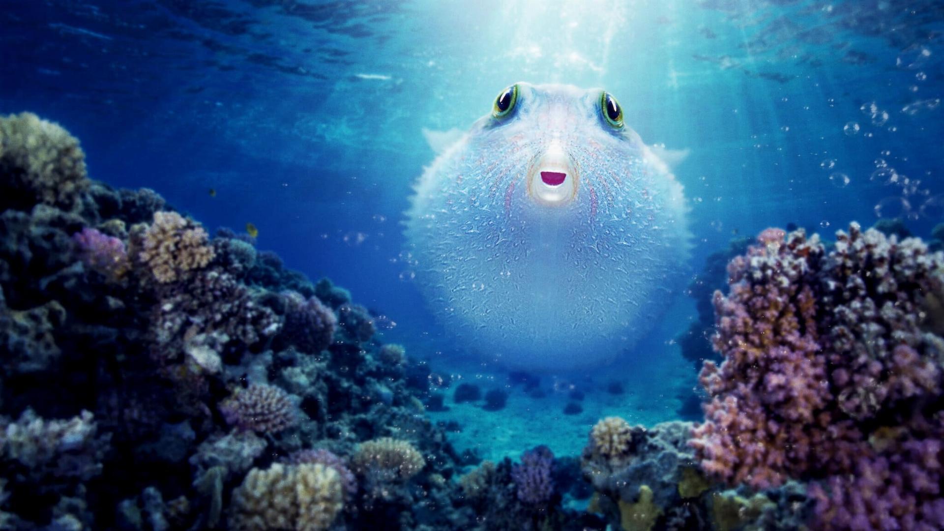 ფაფი: რიფის საოცრება / Puff: Wonders of the Reef