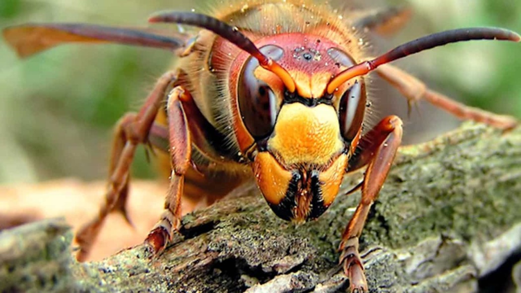 გაბრაზებული აზიური მკვლელები / Angry Asian Murder Hornets