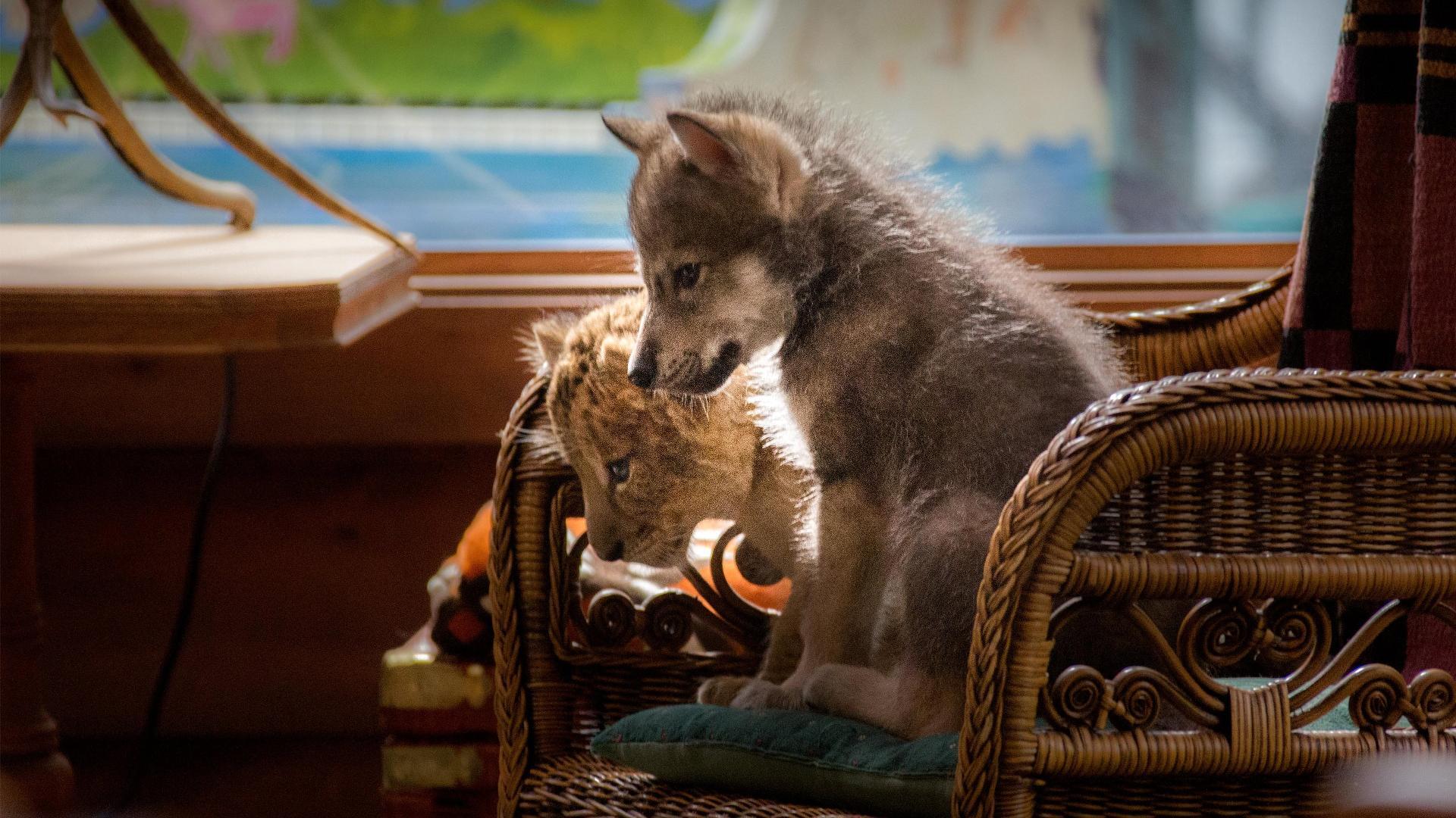 მგელი და ლომი / The Wolf and the Lion