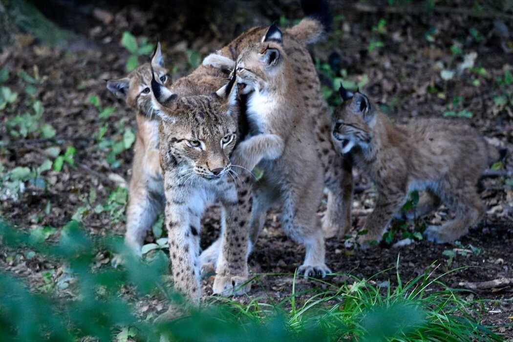 Lynx