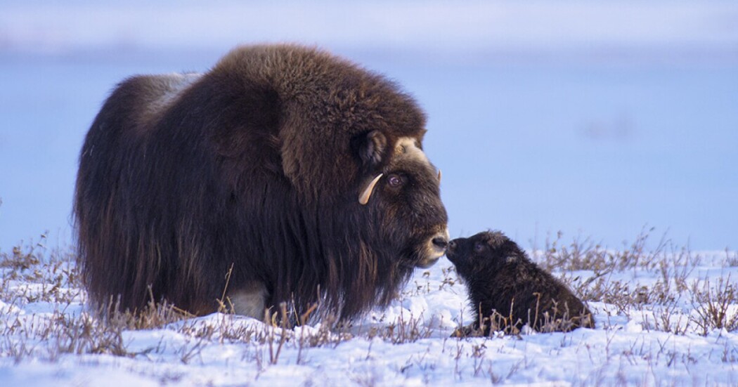 American Arctic