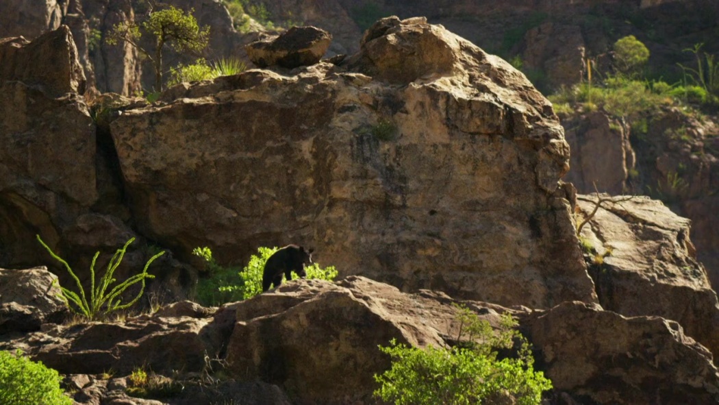 Big Bend: The Wild Frontier of Texas