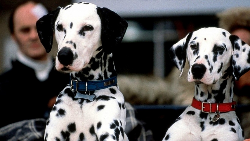102 დალმატინელი / 102 Dalmatians