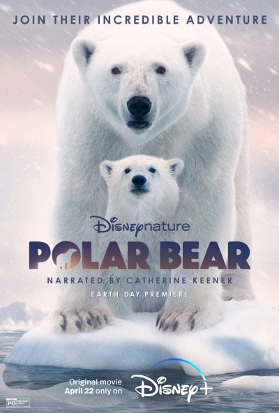 Პოლარული დათვი / Polar Bear