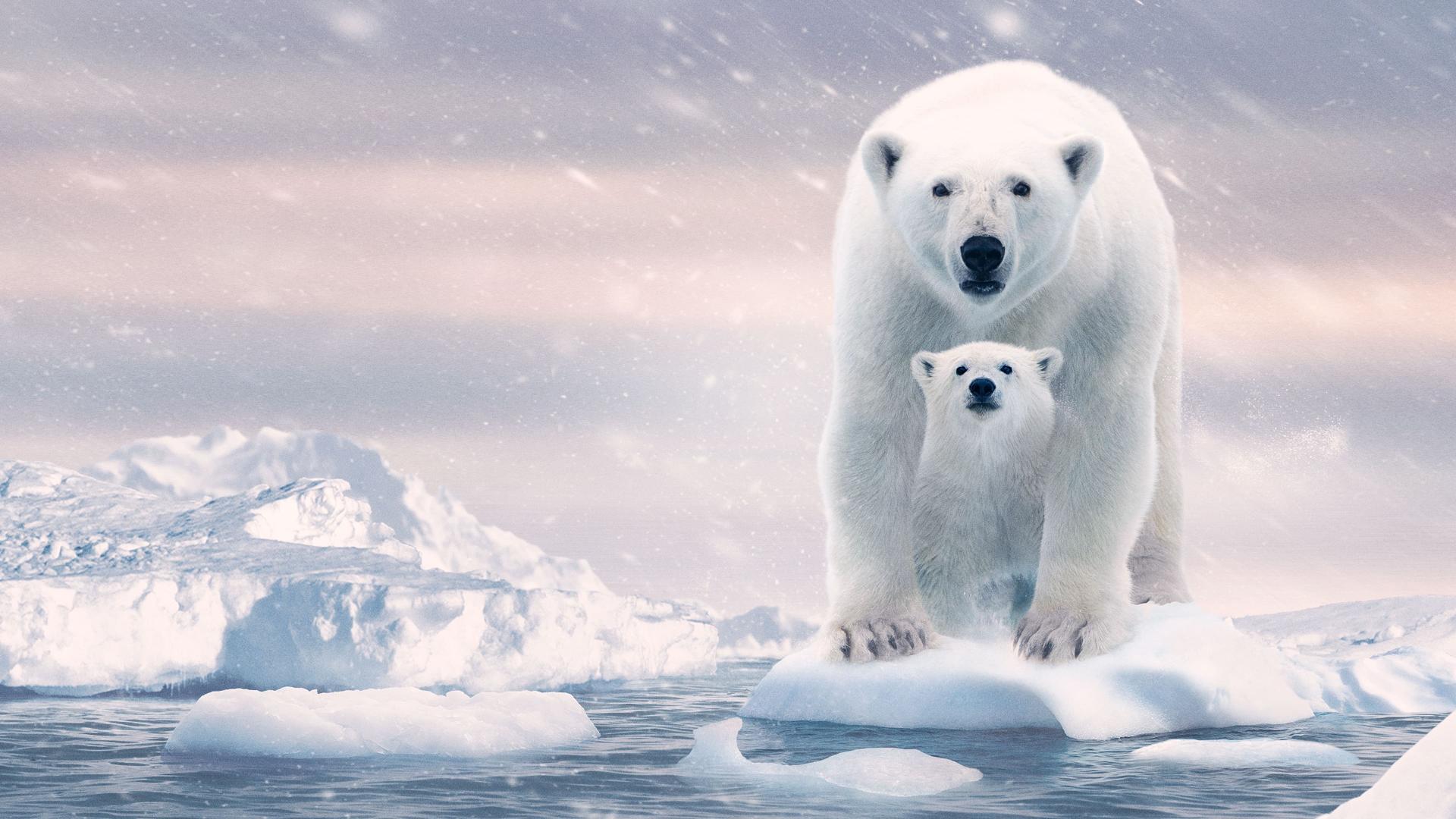 Პოლარული დათვი / Polar Bear