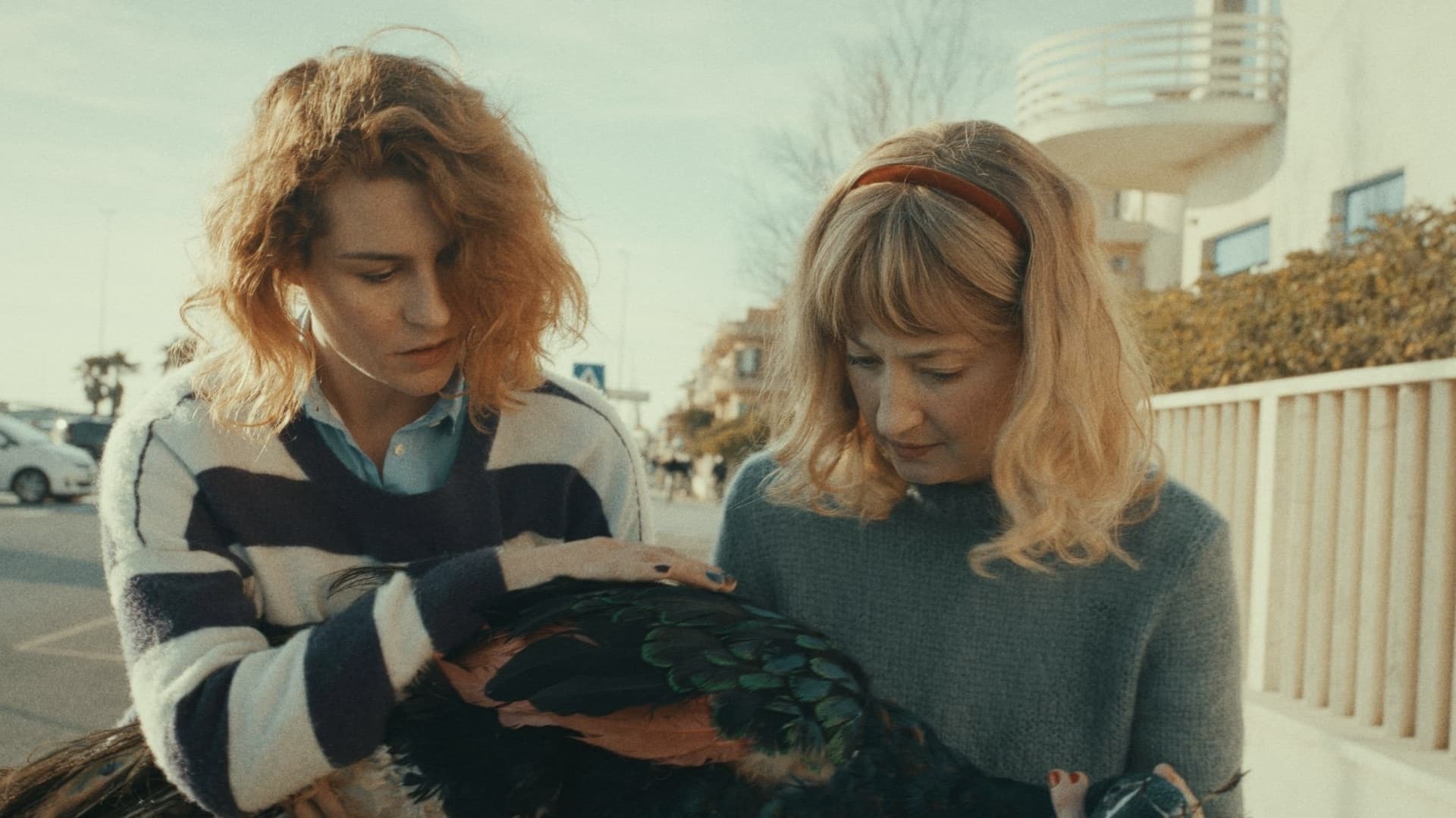 The Peacock's Paradise / Павлиний рай
