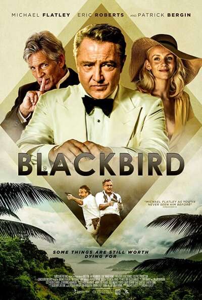 შაშვი / Blackbird