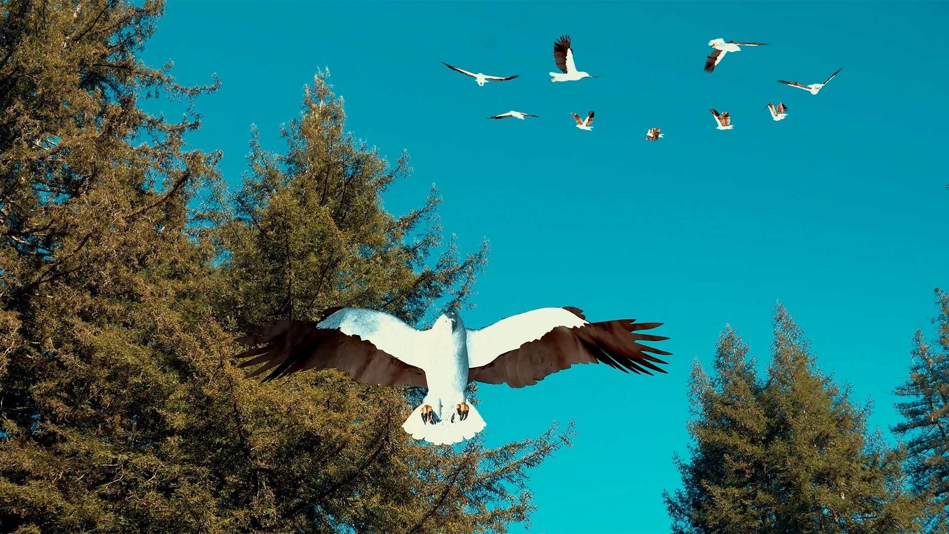 Birdemic 3: Sea Eagle