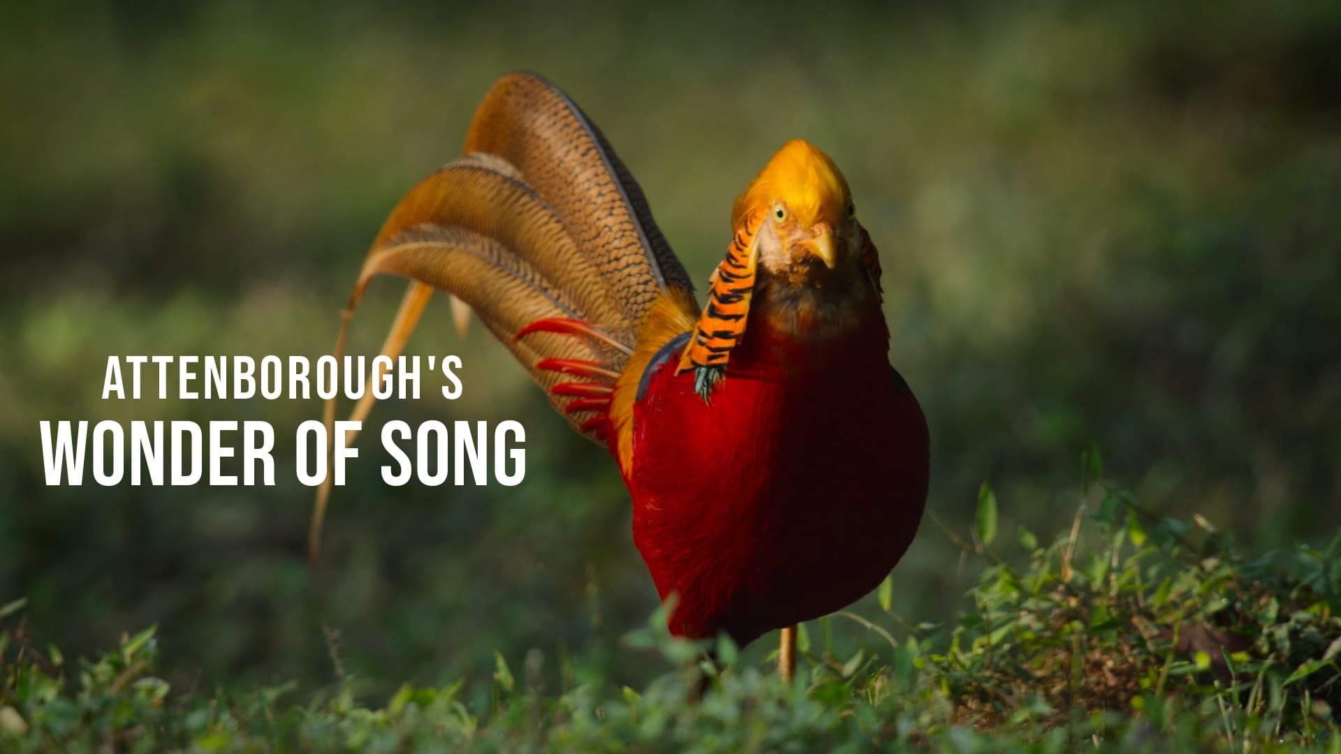 ატენბოროს საოცარი სიმღერა / Attenborough's Wonder of Song
