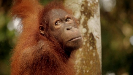 ცხოვრების საოცრებანი / Wonders of Life