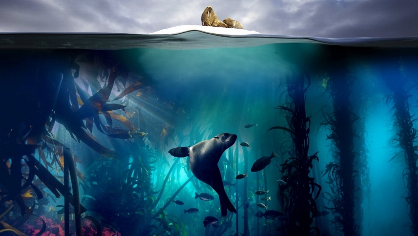 ცისფერი პლანეტა 2 / Blue Planet II