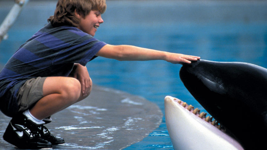 გაათავისუფლეთ ვილი / Free Willy