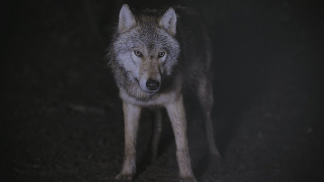 Animals After Dark