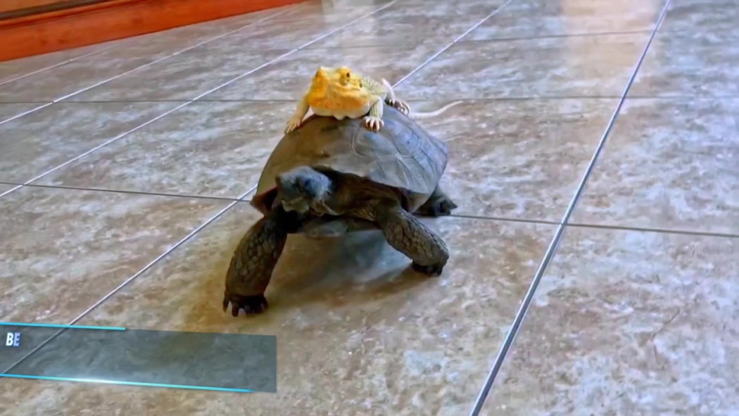 ჰოუი მანდელის „აი, რას ჩადიან ცხოველები“ / Howie Mandel's Animals Doing Things
