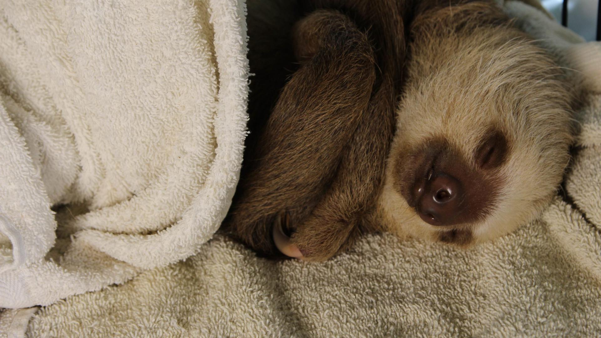 Meet the Sloths