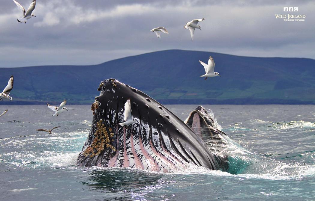 ველური ირლანდია: მსოფლიოს კიდე / Wild Ireland: The Edge of the World