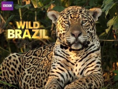 ველური ბრაზილია / Wild Brazil