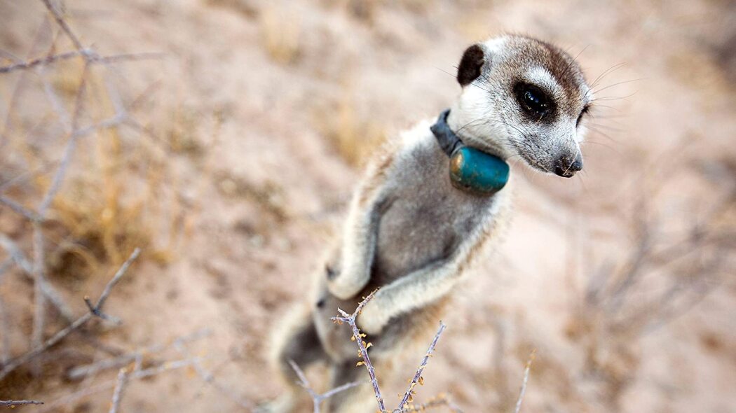 Animals with Cameras