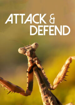 Attack and Defend