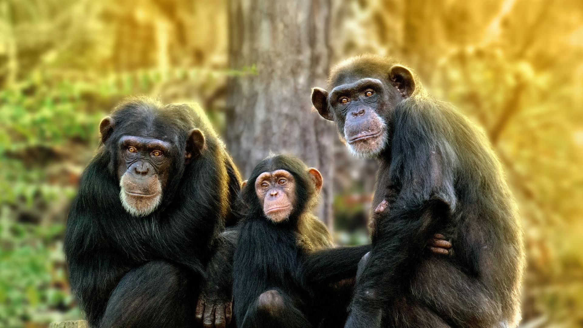Meet the Chimps