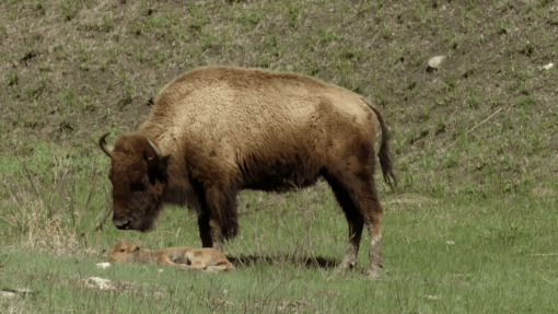 America's Wild Seasons