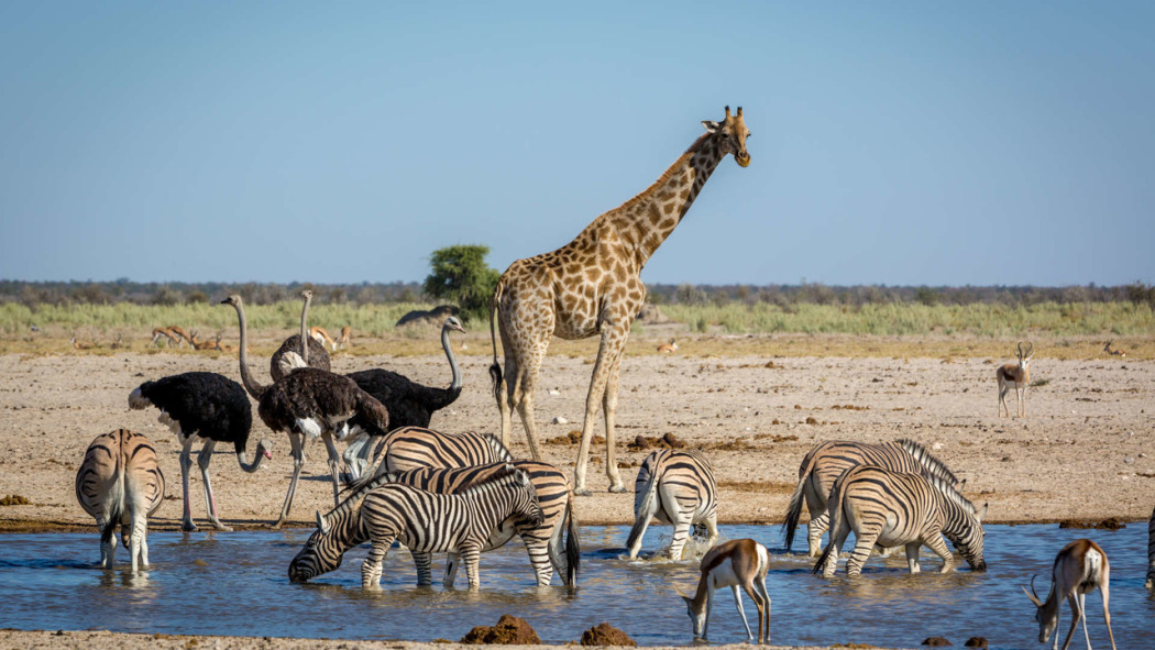 Tales from Zambia