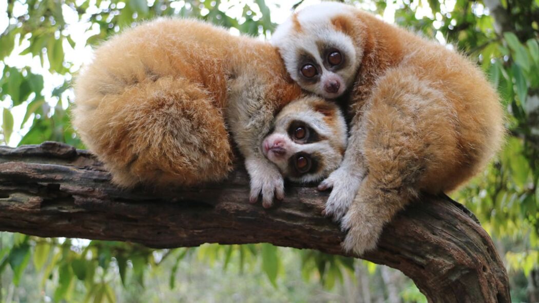ჩინეთის ველური მხარე / China's Wild Side