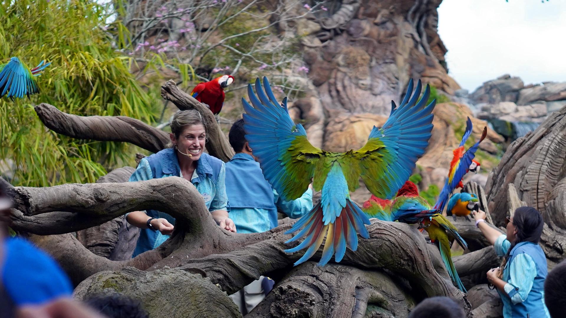 Magic of Disney's Animal Kingdom
