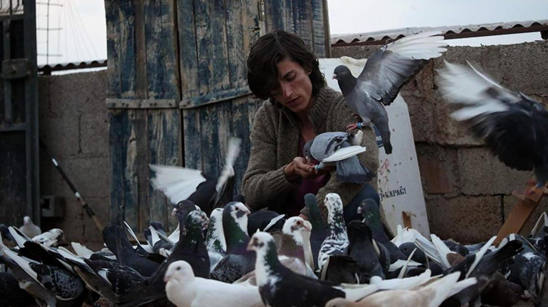 მტრედი / The Pigeon