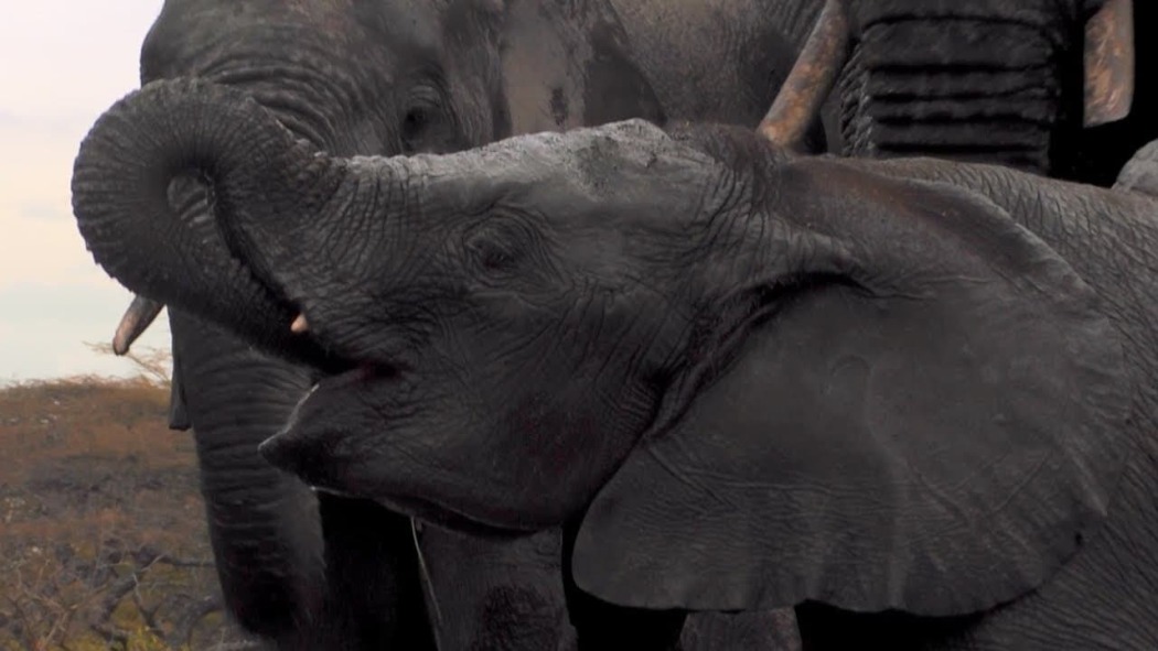 Waterhole: Africa's Animal Oasis