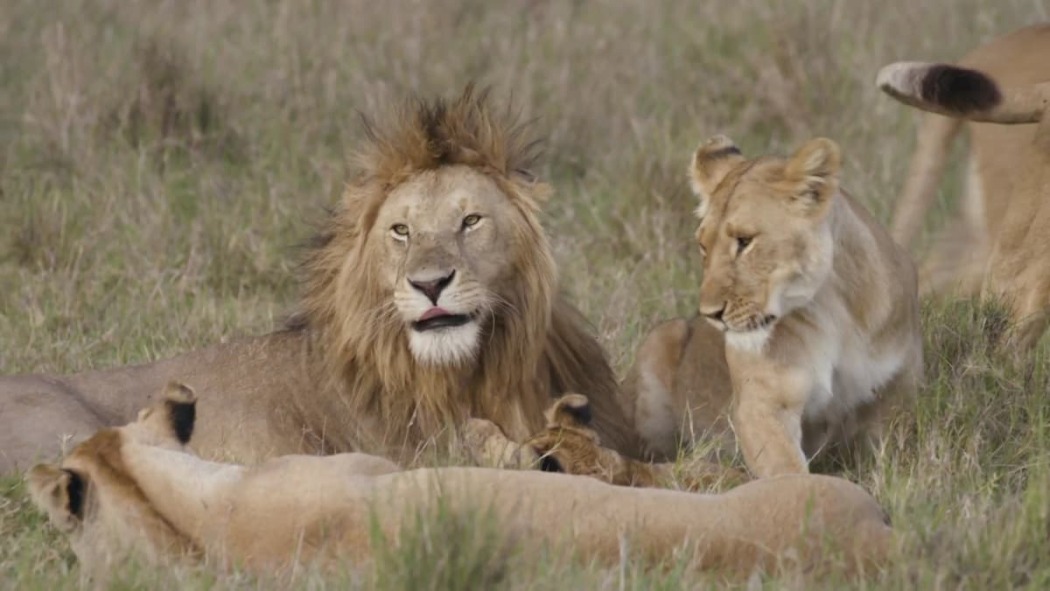 დიდი კატის ისტორიები / Big Cat Tales
