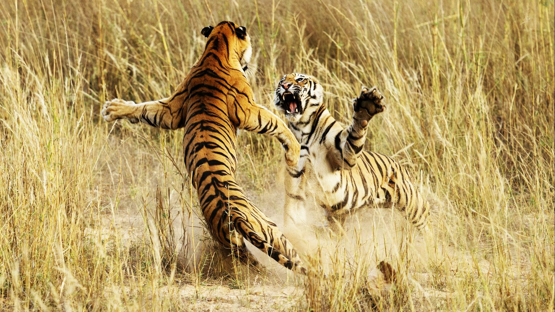 ცხოველთა ბრძოლის ღამე / Animal Fight Night