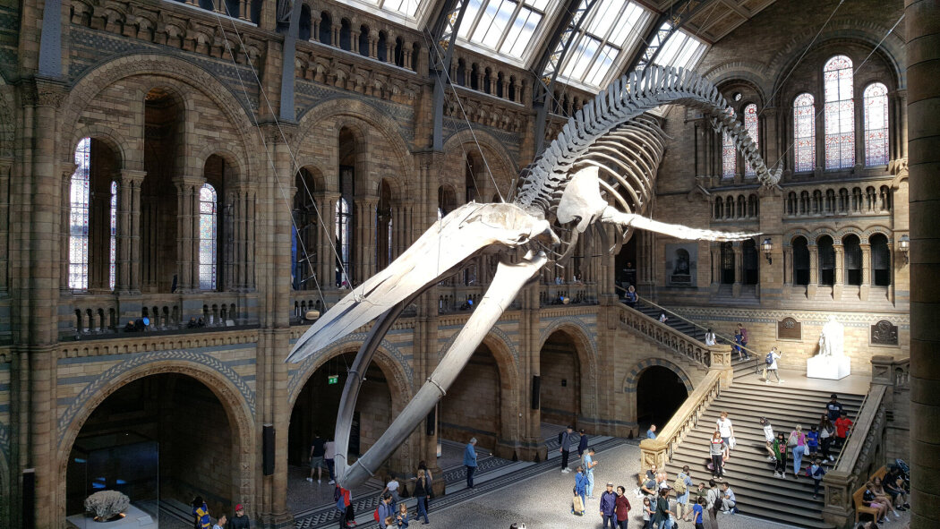 Natural History Museum: World of Wonder
