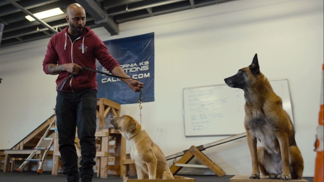 Canine Intervention