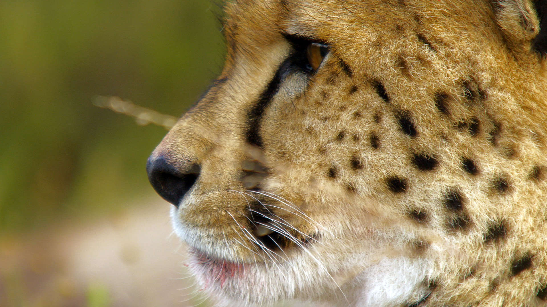 Wildlife Icons