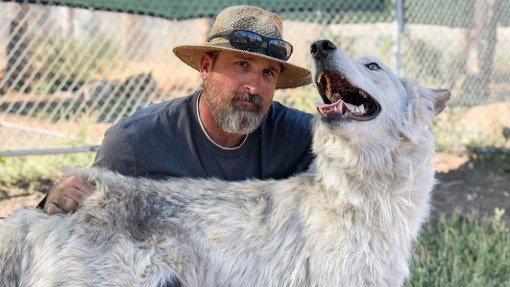 Wolves and Warriors