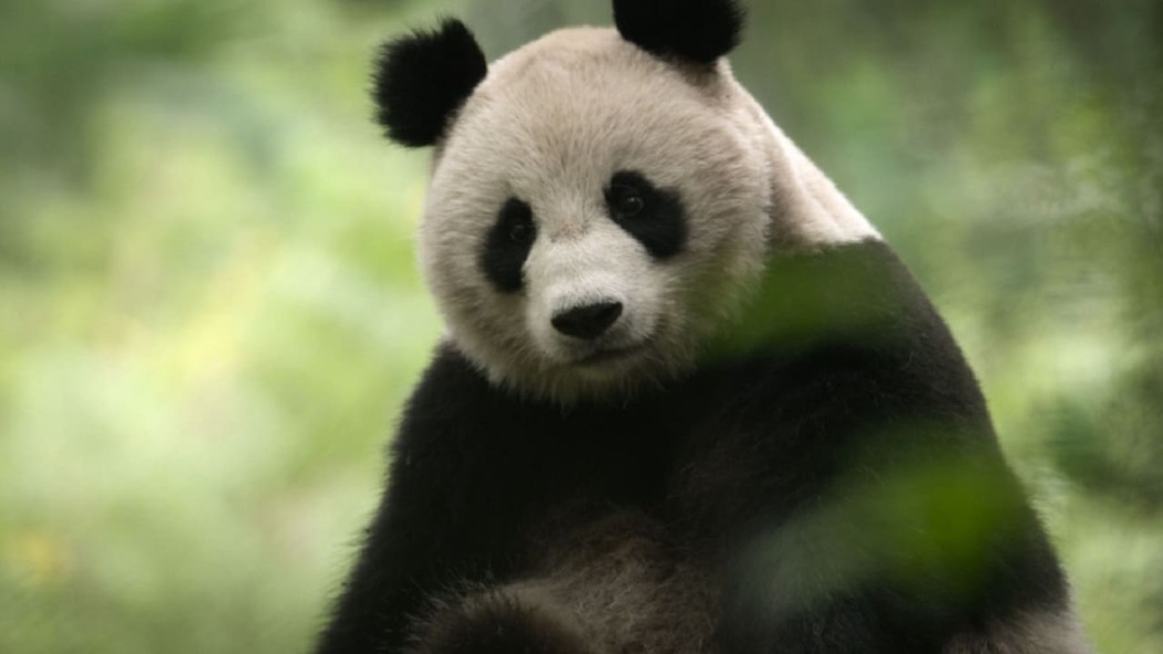 China: Nature's Ancient Kingdom