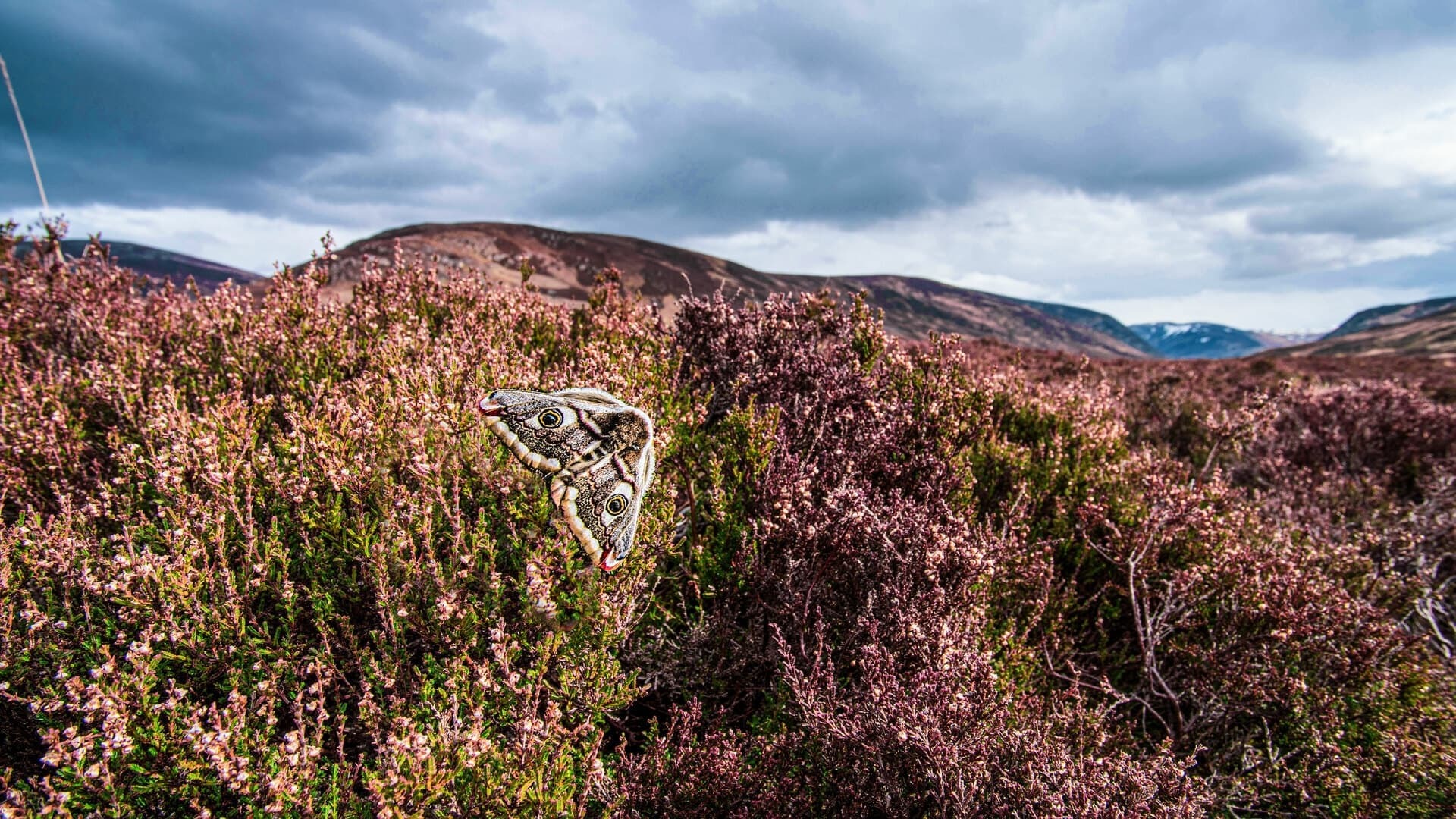 Scotland: A Wild Year